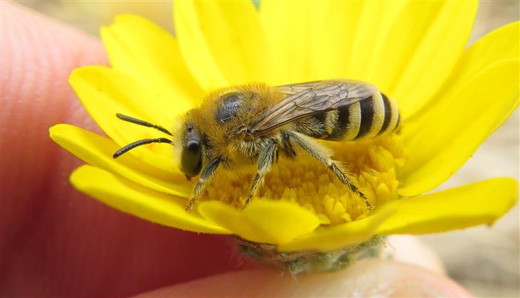 Apidae Colletinae:   Colletes sp., femmina